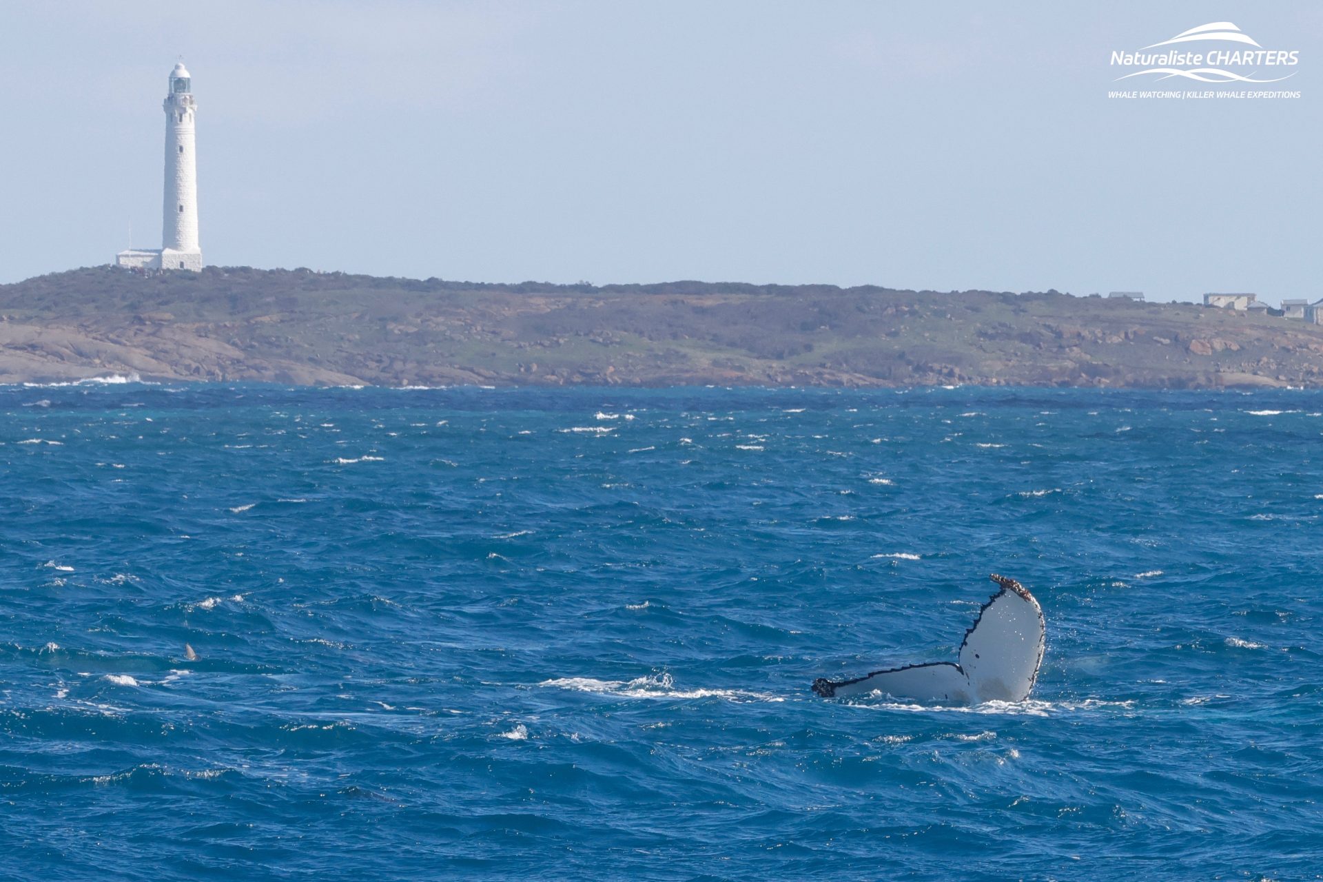 Humpback Heaven on Flinders